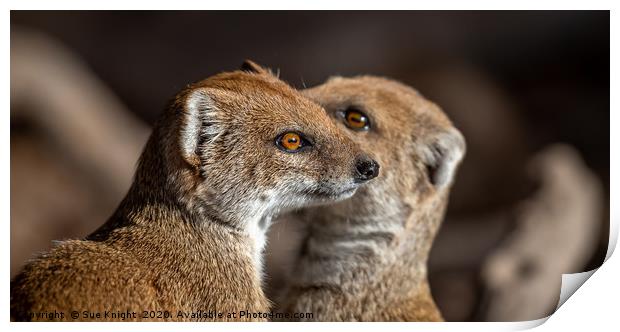 A pair of Mongoose Print by Sue Knight