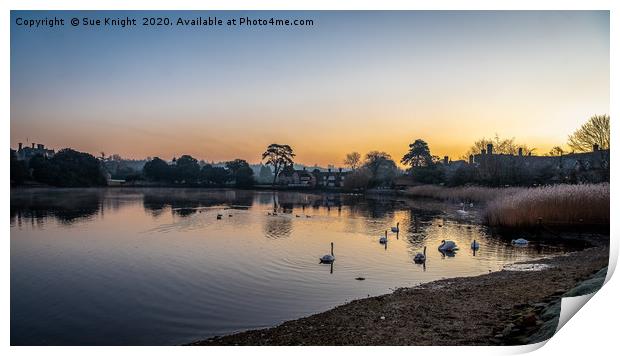 Sunrise and swans, Beallieu Millpond, New Forest Print by Sue Knight
