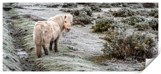 Shetland Pony in the New Forest  Print by Sue Knight