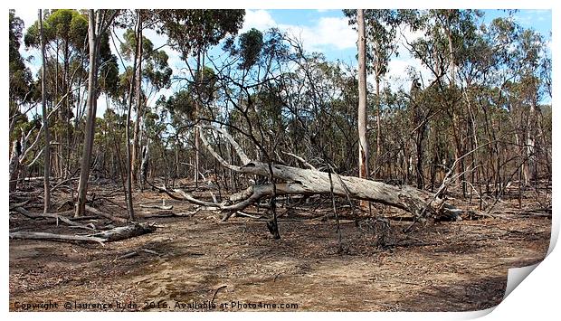 Outback tree collapse Print by laurence hyde