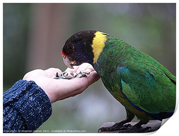 Australian Ringneck Parrot Print by Stephen Hamer