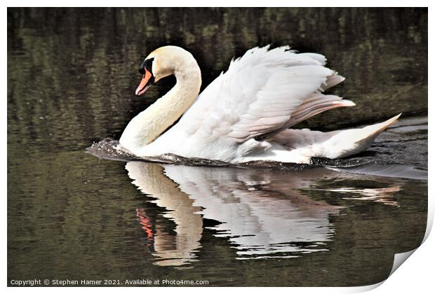 Swimming Swan Print by Stephen Hamer