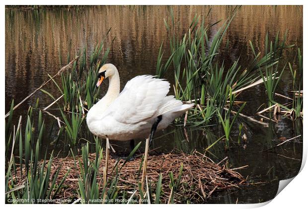 Mute Swan and Nest Print by Stephen Hamer