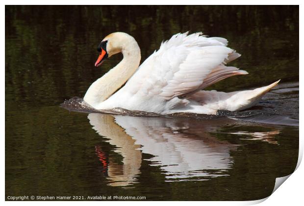 Swimming Swan Print by Stephen Hamer