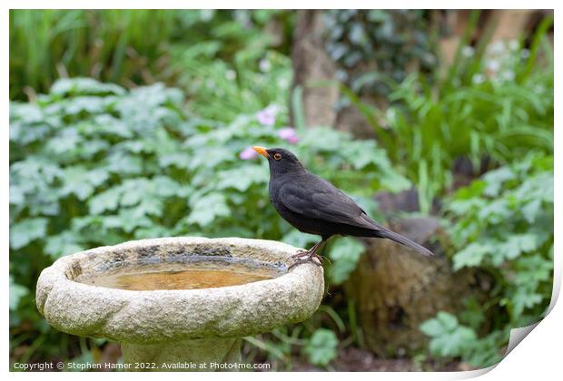 Male Blackbird on Bird Bath Print by Stephen Hamer