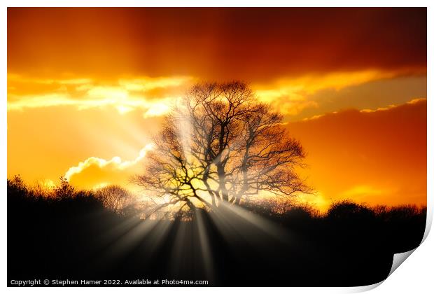 Majestic Oak Tree at Sunset Print by Stephen Hamer