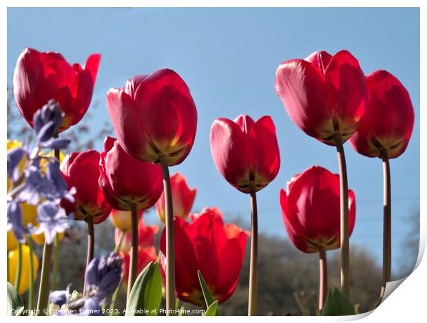 Radiant Red Tulips Print by Stephen Hamer