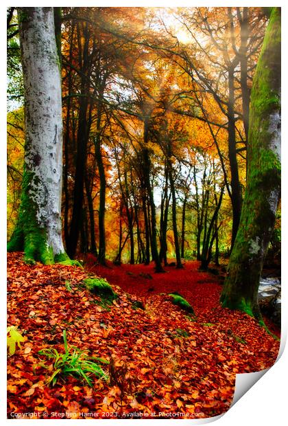 Autumn's Vibrant Embrace Print by Stephen Hamer