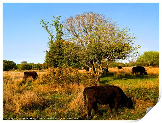 Devon Red Grazing Print by Stephen Hamer