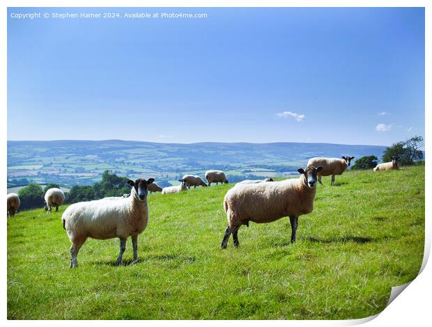 Blackfaced sheep Print by Stephen Hamer