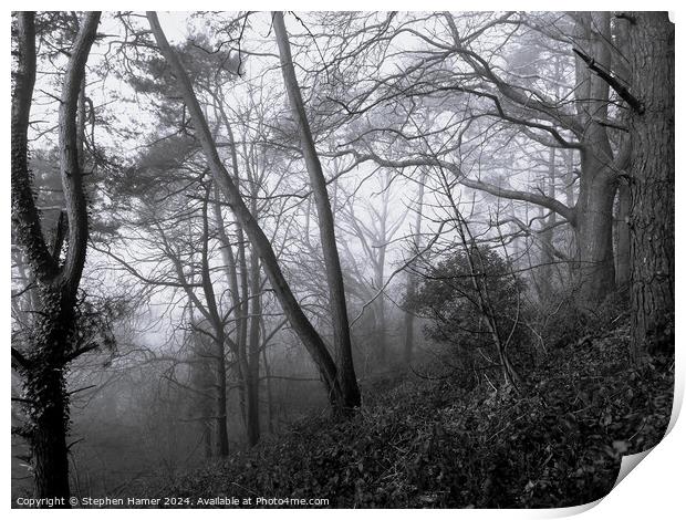 Monochrome Woodland Print by Stephen Hamer