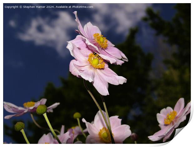 Japenese Anemone Print by Stephen Hamer