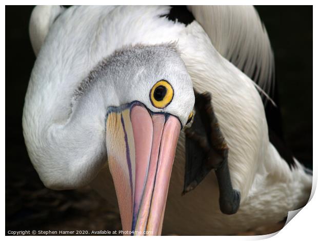 Majestic Australian Pelican Print by Stephen Hamer