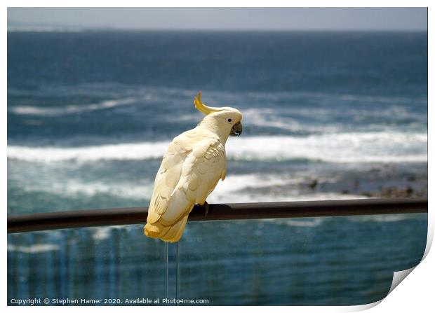 Sulpher Crested Cockatoo Print by Stephen Hamer