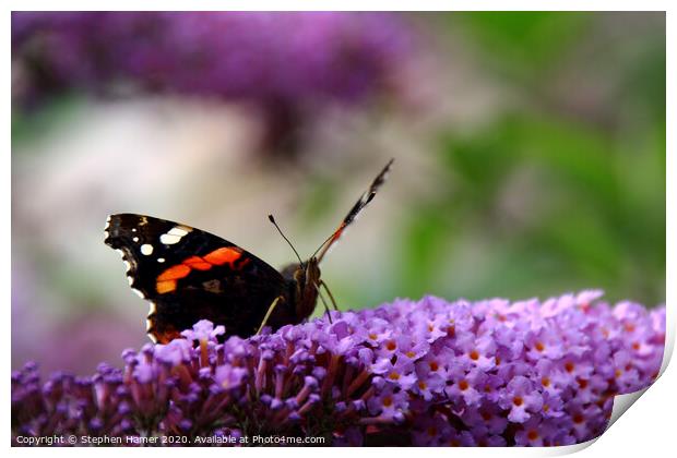 Red Admiral Print by Stephen Hamer