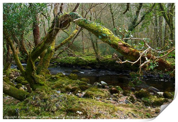 Dartmoor Woodland & Stream Print by Stephen Hamer