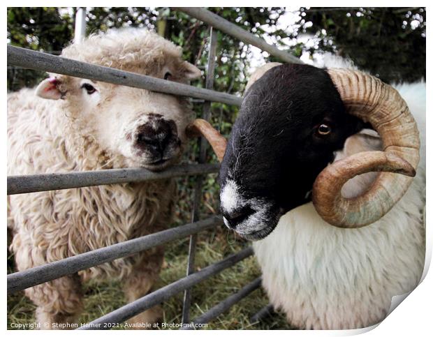 Dartmoor Sheep Print by Stephen Hamer