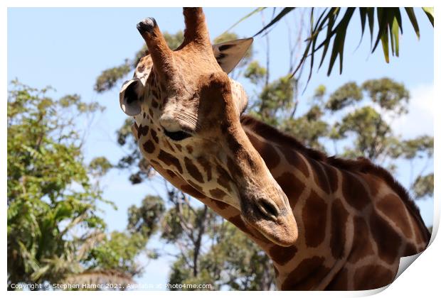 Giraffe Print by Stephen Hamer