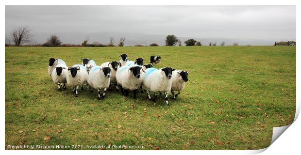 Black faced Dartmoor sheep Print by Stephen Hamer