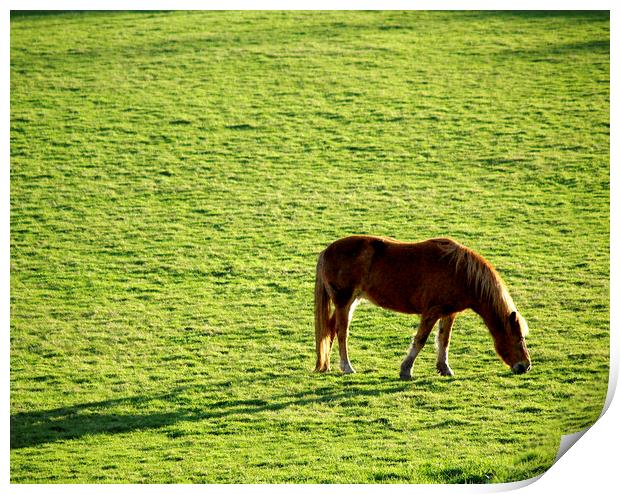 Sunlit Horse Print by Stephen Hamer