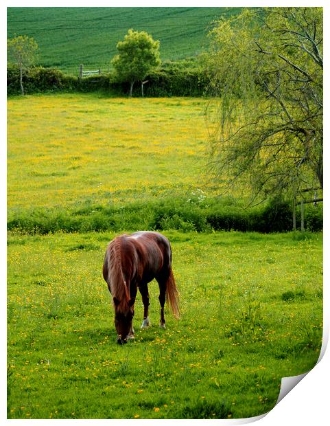Horse and Dandelion Meadow Print by Stephen Hamer