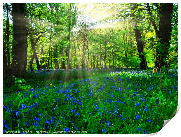 Bluebell's in a Forest Glade Print by Stephen Hamer