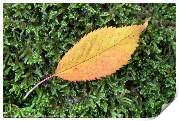 Colourful Flame Shaped Autumnal Leaf on Moss Print by David Forster