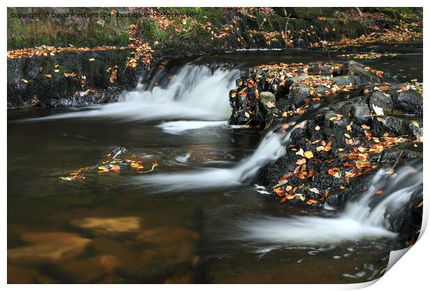 Autumn Stream, Teesdale, County Durham Print by David Forster