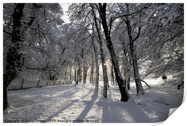 Winter Woodland in the North Pennines Print by David Forster
