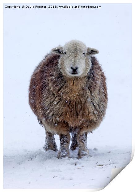 Happy Herdwick Sheep and Falling Snow Print by David Forster