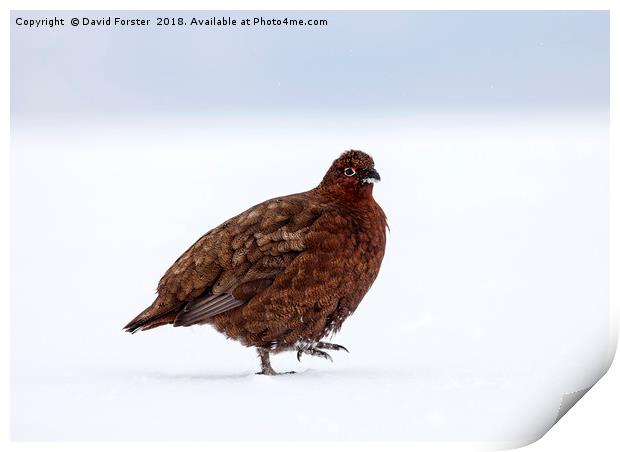 Red Grouse in a snowy landscape Print by David Forster