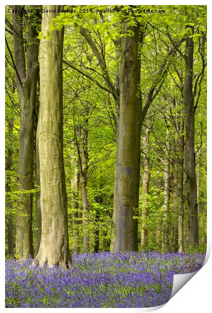 Bluebell Wood, County Durham, UK Print by David Forster