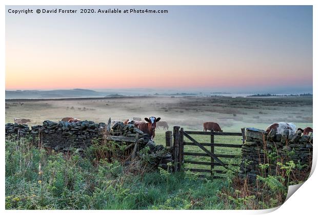 Misty Dawn, Teesdale, County Durham, UK Print by David Forster