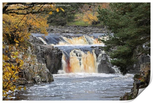 Autumn Colours and Low Force, Teesdale, County Durham, UK Print by David Forster
