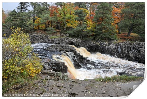 The River Tees Flowing Over Low Force in Autumn, Teesdale, UK Print by David Forster