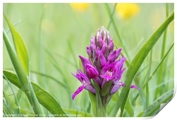 Early Purple Orchid (Orchis mascula), Teesdale, County Durham, UK Print by David Forster