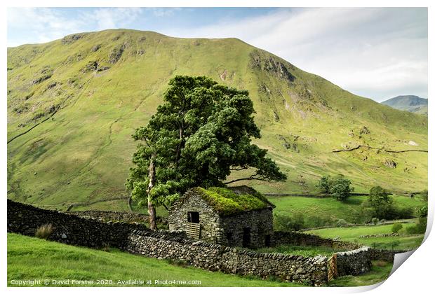 Traditional Old Stone Barn, Lake District, Cumbria, UK Print by David Forster
