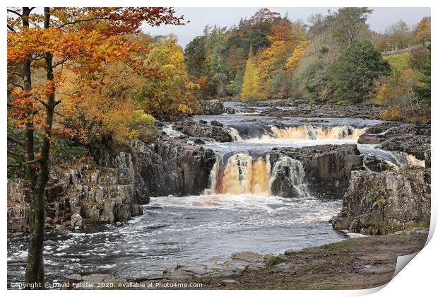 Autumn Colours at Low Force, Upper Teesdale, County Durham, UK Print by David Forster