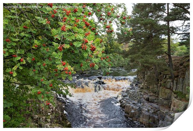 Rowan Tree with Berries, Near Low Force, Teesdale, UK Print by David Forster