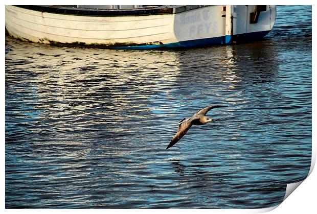  baby seagull in flight. Print by Carl Harlott