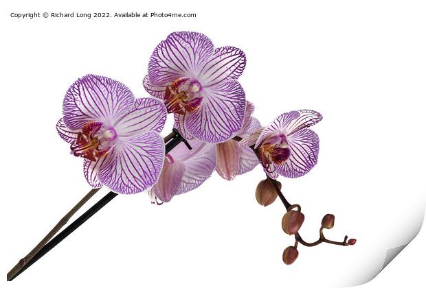 Purple stripe Orchid Print by Richard Long