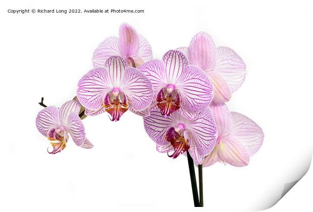 Purple striped multi flower orchid Print by Richard Long