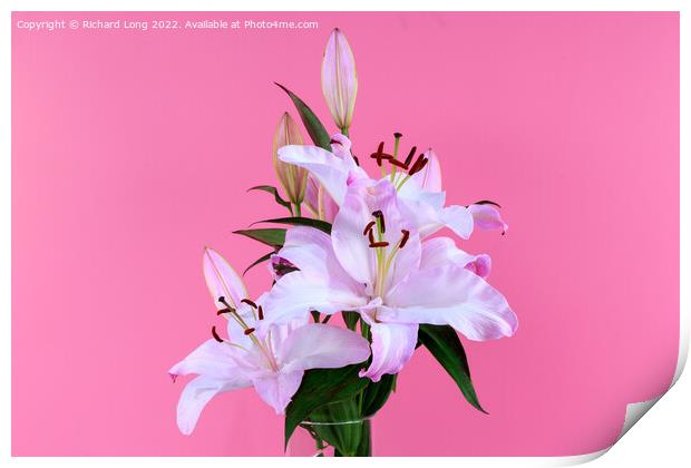 Pink Lilies Print by Richard Long