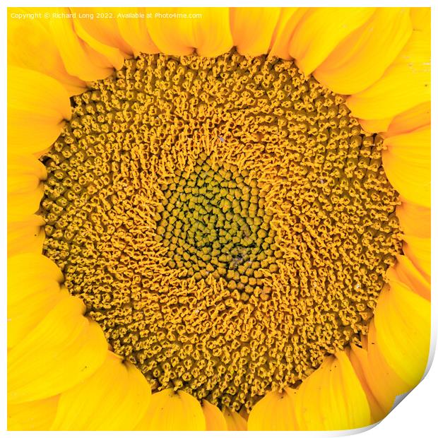 Sunflower head Print by Richard Long