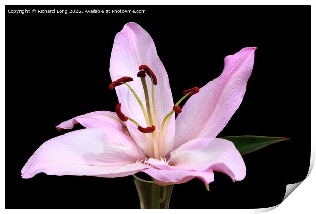 Single Pink Lilly flower Print by Richard Long