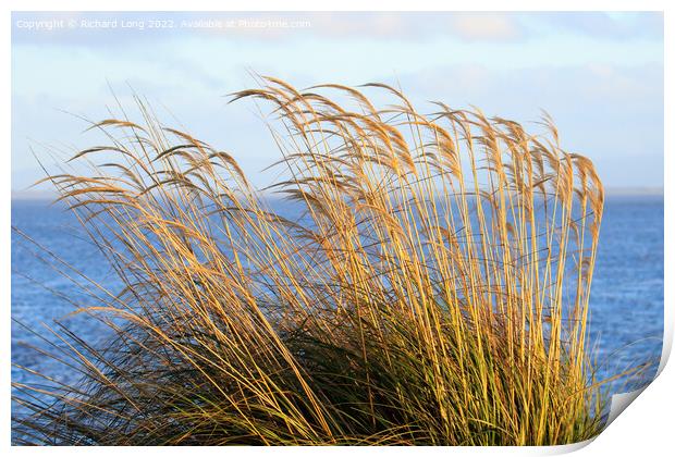 Reed grass Print by Richard Long