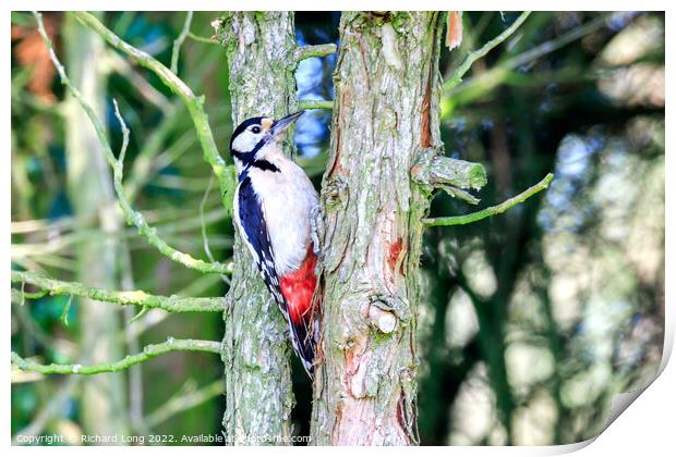 Great Spotted woodpecker  Print by Richard Long