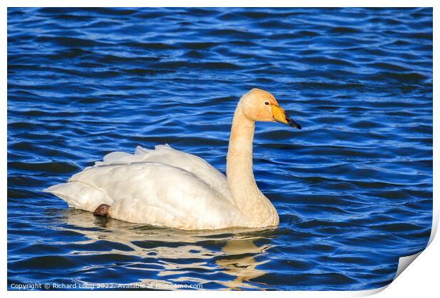 Whooper Swan Print by Richard Long