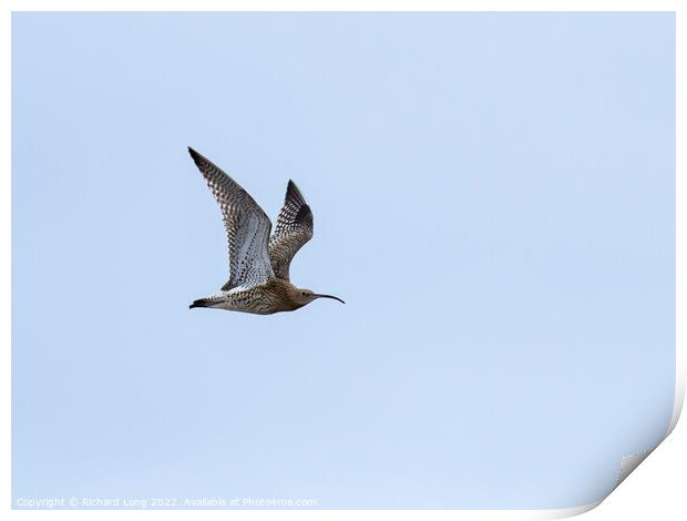 Curlew flying  Print by Richard Long