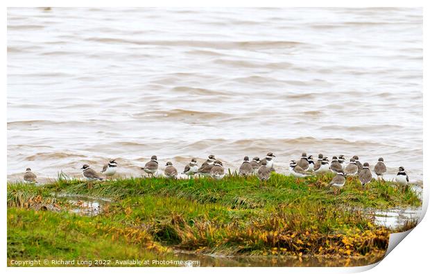 Ringed Plover Print by Richard Long